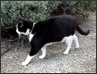 Tiny (2007)