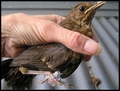 wild bird rescue